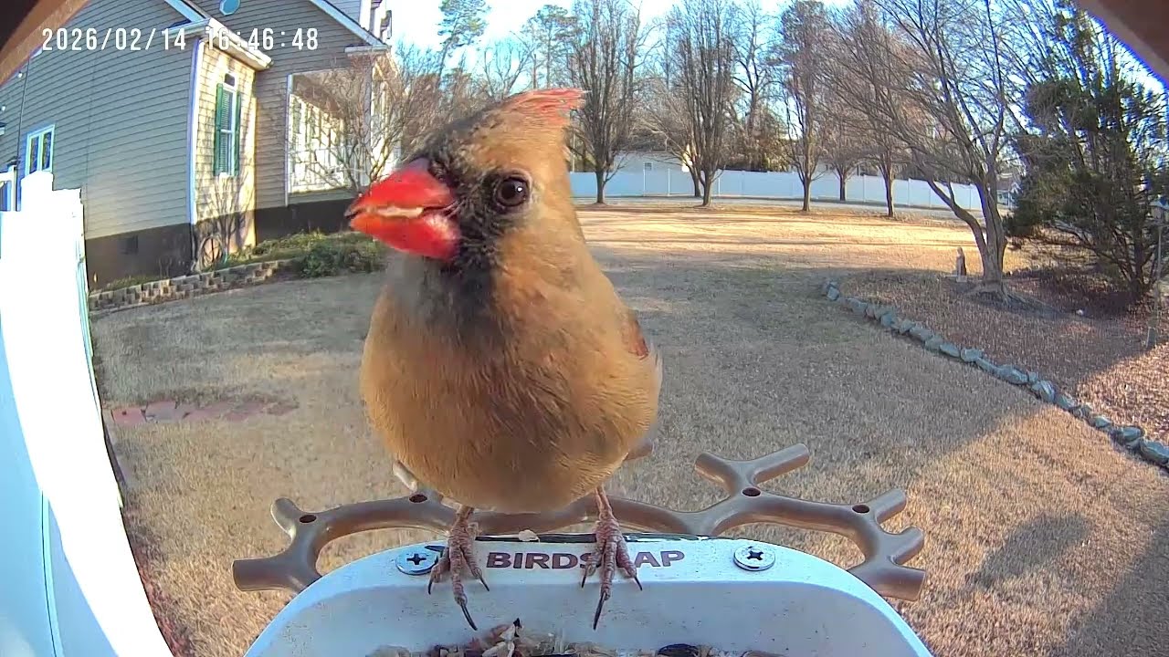 Action at the Feeder