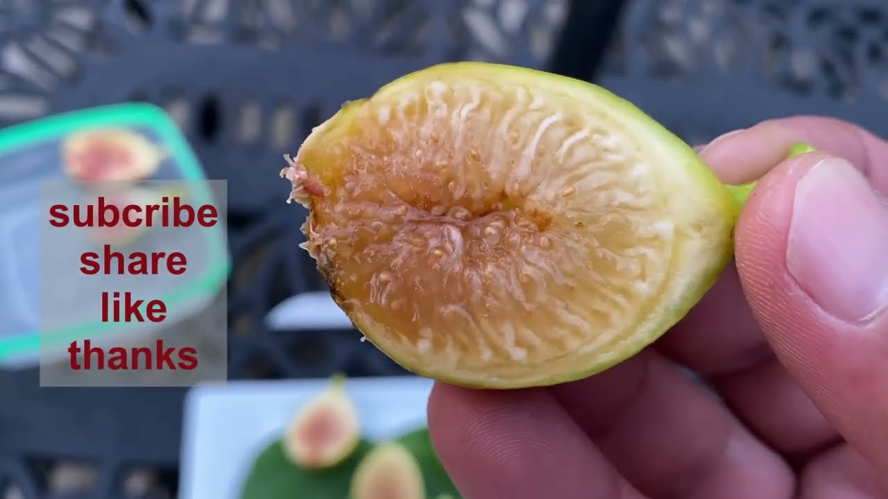 تين سالم عسلي  Salem Honey Fig 07-27-2023