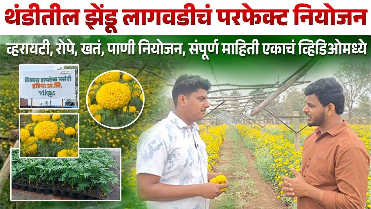 थंडीतील झेंडू लागवडीचं परफेक्ट नियोजन | व्हरायटी, रोपे,पाणी नियोजन संपूर्ण माहिती एकाचं व्हिडिओमध्ये
