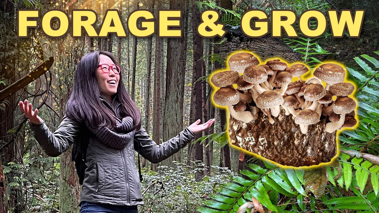 MUSHROOM FORAGING & Growing Shiitake at Home!