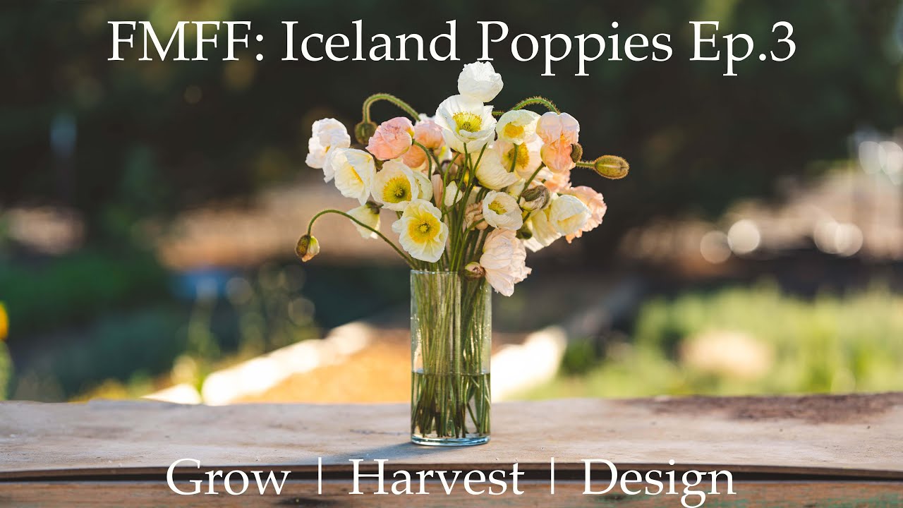 Five Minute Flower Friday - Poppies | Ep.3 | Almost Everything to Know to Grow, Harvest & Design.