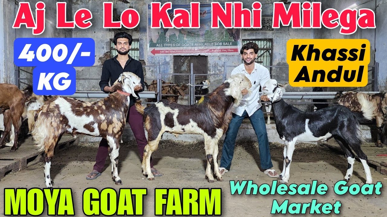Aj Le Lo Kal Nhi Milega SPECIAL DISCOUNT At MOYA GOAT FARM | Wholesale Goat Market In Bhiwandi