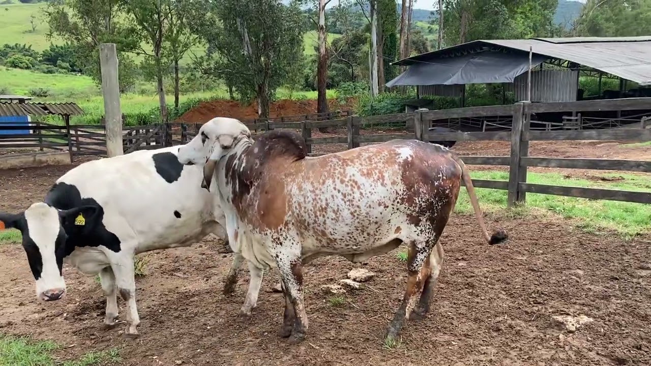 Touro Gir x Vaca Holandesa. Qual melhor Girolando?