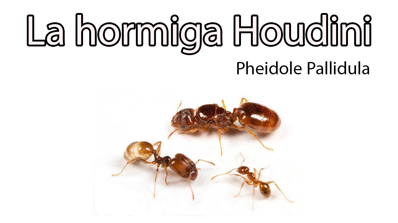 ANTenas || Pheidole Pallidula - La Hormiga Houdini