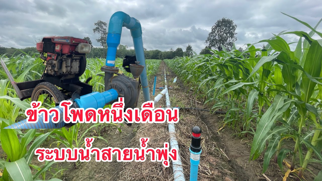 ข้าวโพดอายุ 1 เดือน ระบบน้ำสายน้ำพุ่ง #ข้าวโพด #เครื่องสูบน้ำ #เกษตรพอเพียง #สวนหลานองศากะตาเหมือน