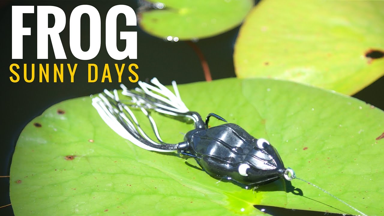Bass Fishing with Frogs Mid Day