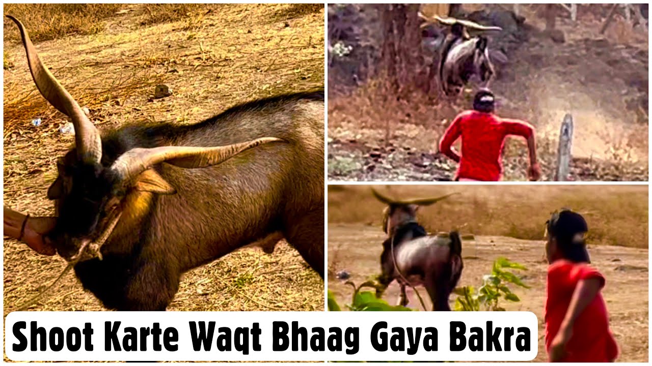 Bhaag Gaya Milkha | Goat Vanishes From Sight During MD Goat Farm Shoot