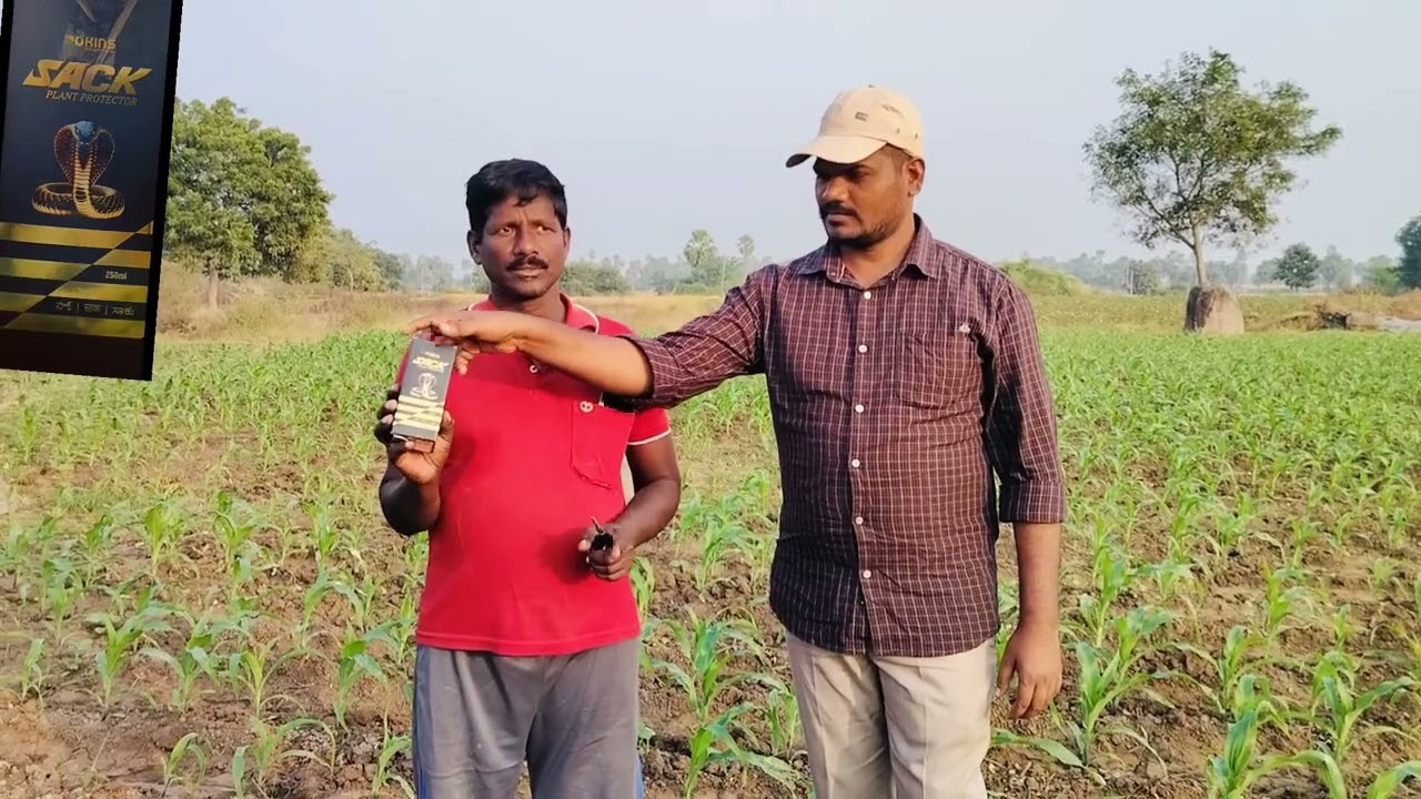 మొక్కజొన్న లో కత్తెర పురుగు నివారణకు (దేవత ఆగ్రో ఫార్మ్ వారి షాక్ తోనే సాధ్యం )