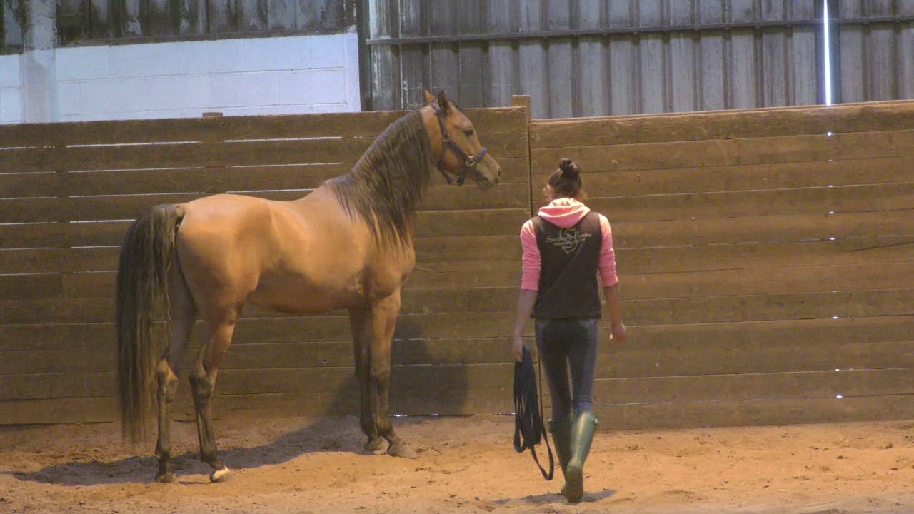 Buying my first Arabian Stallion