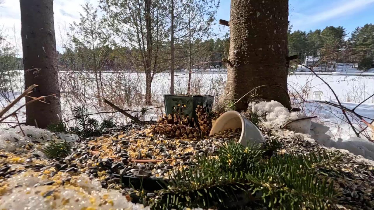 Birdwatching in Maine in February 🪶.