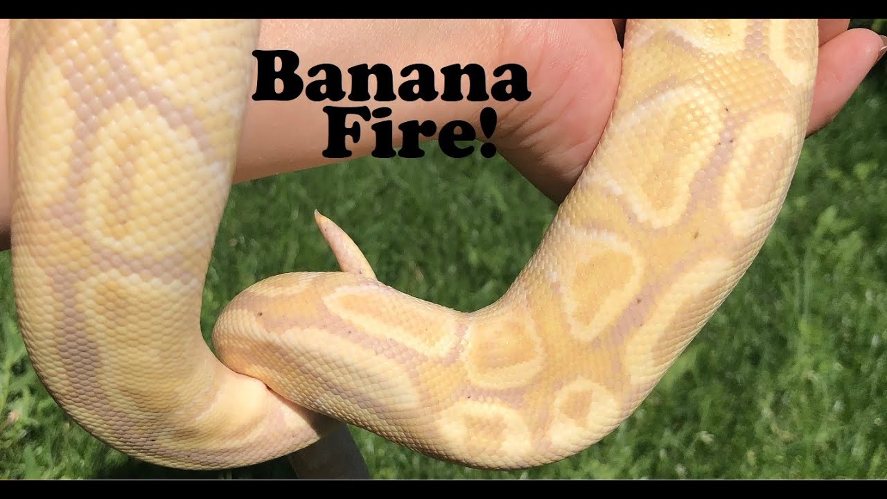 Banana fire ball python, Seth