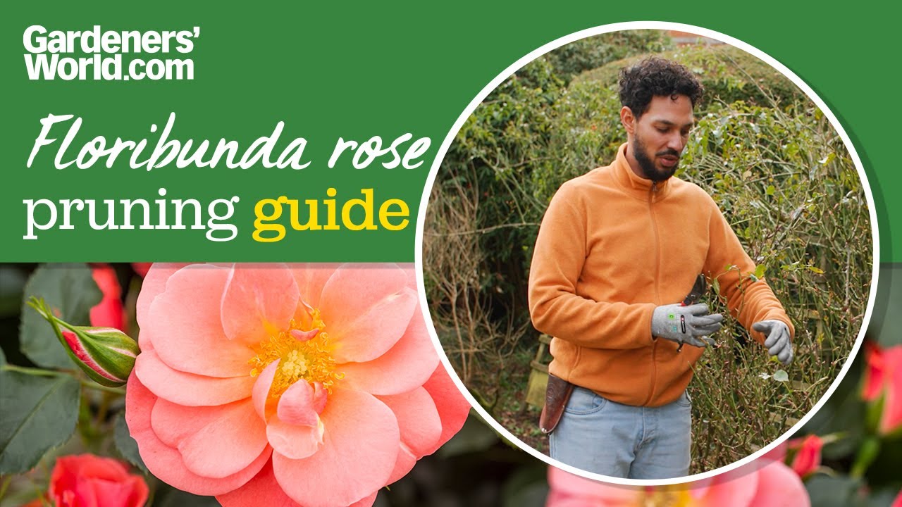 How to prune a floribunda rose like a pro