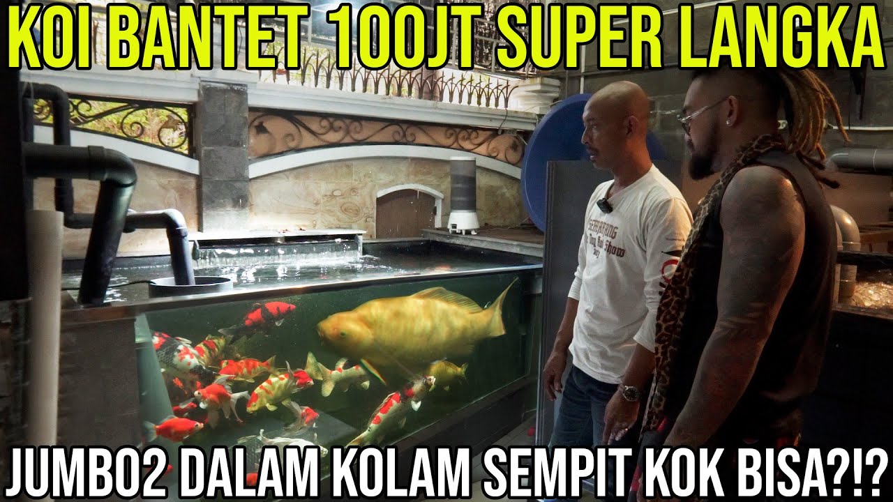 KOI BANTET 100JT SUPER LANGKA JUMBO-JUMBO DALAM KOLAM SEMPIT KOK BISA?!?  | SENTRA KOI SEMARANG