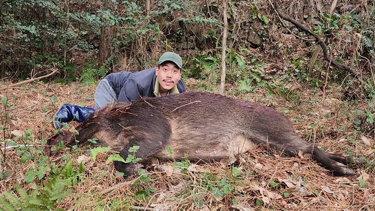 무려 120kg!! 거대한 멧돼지를 잡아보자!!