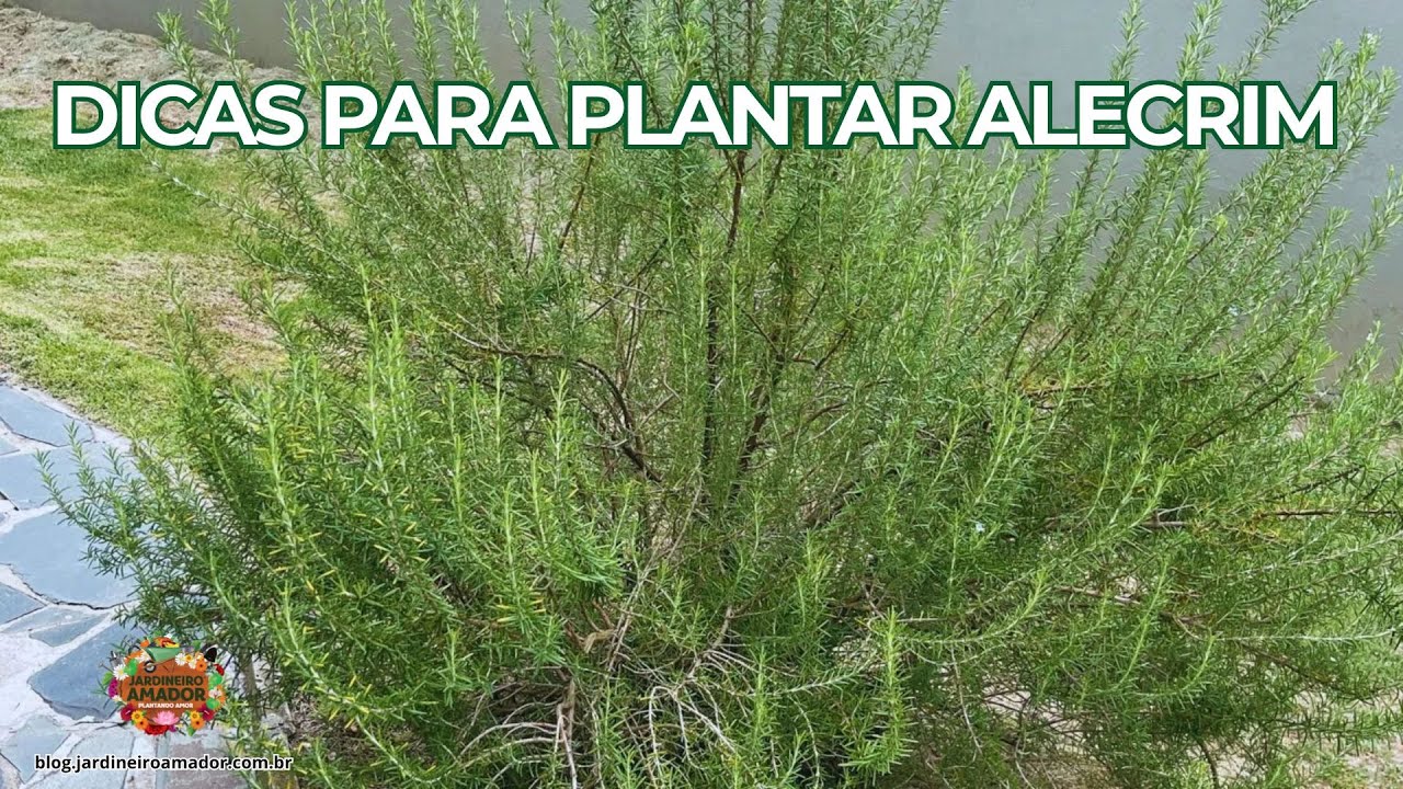 Plante Alecrim em Vasos | Dicas Para Cultivar em Casa