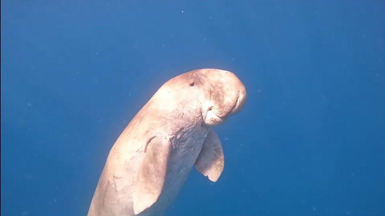 Ägypten Urlaub 🐠 🌴🐢 Schwimmen mit Seekuh, Schildkröte & Haien 🦈 | Marsa Alam