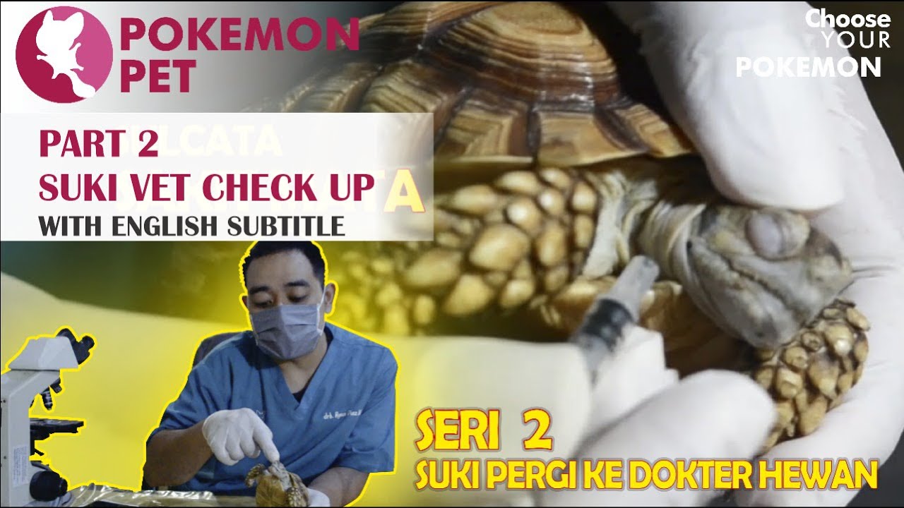 [ENG SUB] SULCATA SAKIT MATA - PART 2. Suki Ke Dokter Hewan II Suki Vet Check Up