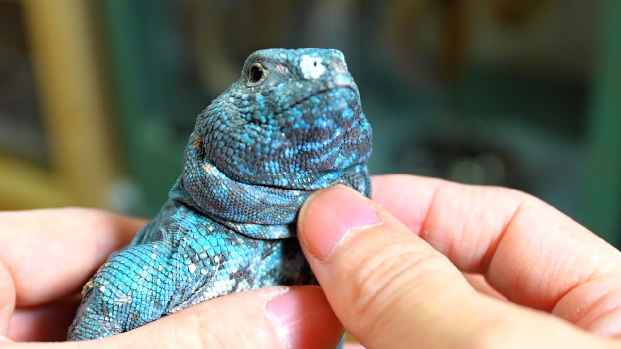うちで飼ってるおっさん全員見せます【トゲオアガマ】