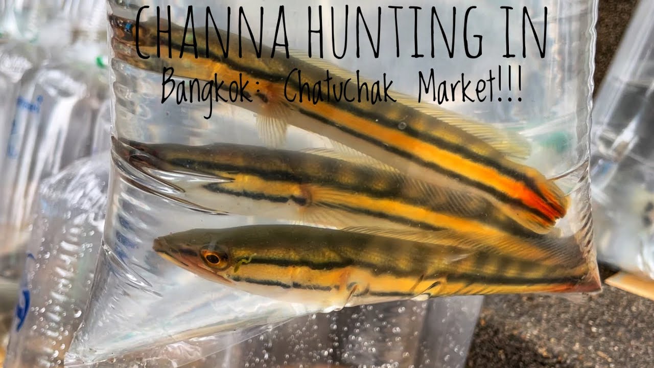 Channa Hunting in Chatuchak Market Bangkok! Channa Micropeltes, Orna, Pulchra,  Bettas, Stingrays!!