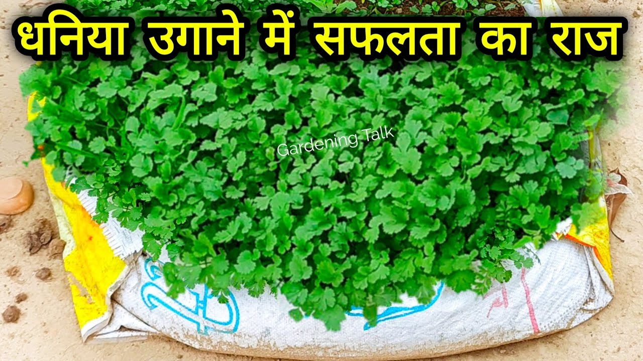 कम जगह में ढेर सारा धनिया उगाएं हर बार का सफल तरीका । Grow Dhaniya at Home | Dhaniya Kaise Ugaye