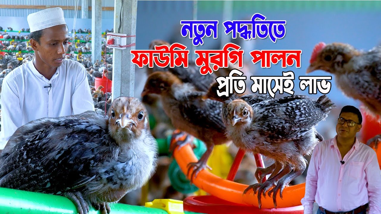 নতুন আইডিয়া অল্প দিনে বেশি লাভ। ফাউমি মুরগি পালন। প্রতি মাসেই লাভ। উদ্যোক্তা নোয়াখালীর হাফেজ নজরুল