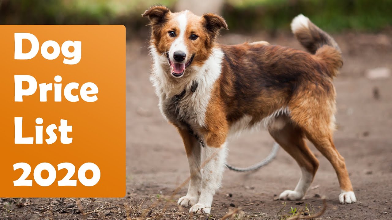 Dog Price List In India 2020 [Updated List]