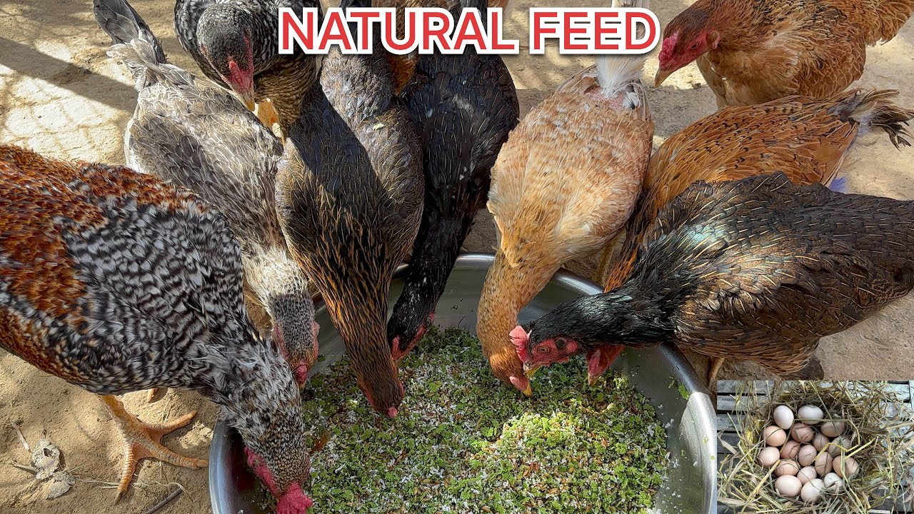 Raising Chickens Naturally for Eggs | Daily Organic Egg Collection