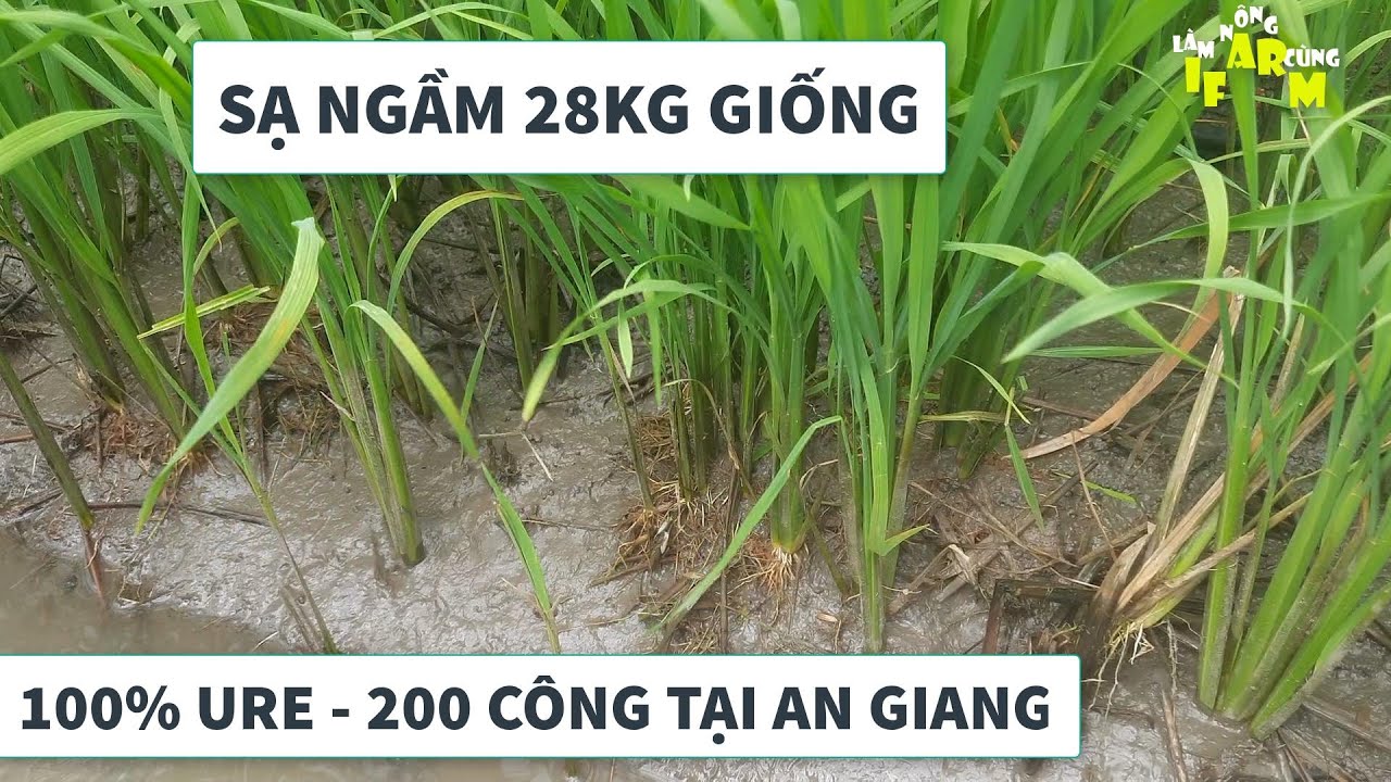 CAO THỦ SẠ NGẦM KIẾM SƯƠNG SƯƠNG VÀI TRĂM TRIỆU/NĂM #LàmNôngCùngIFARM