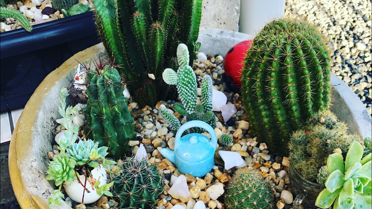 #Replante de #cactos em vaso de barro
