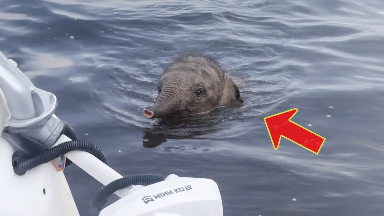 Der Elefant schwamm zu dem Mann und bat um Hilfe, doch dann geschah etwas Schockierendes