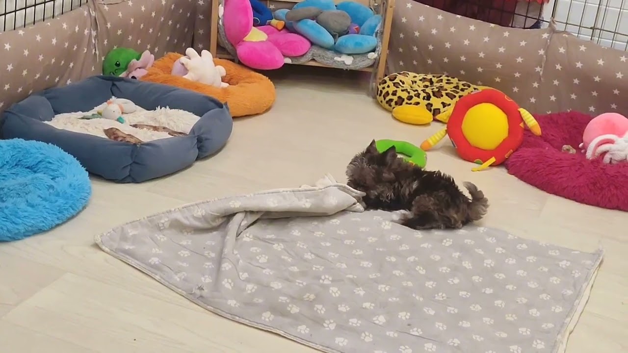 Спать пора😳🙄НЕТ,не пора😃🤣🤗🐾 Продажа щеночков доставка по миру+79788972514