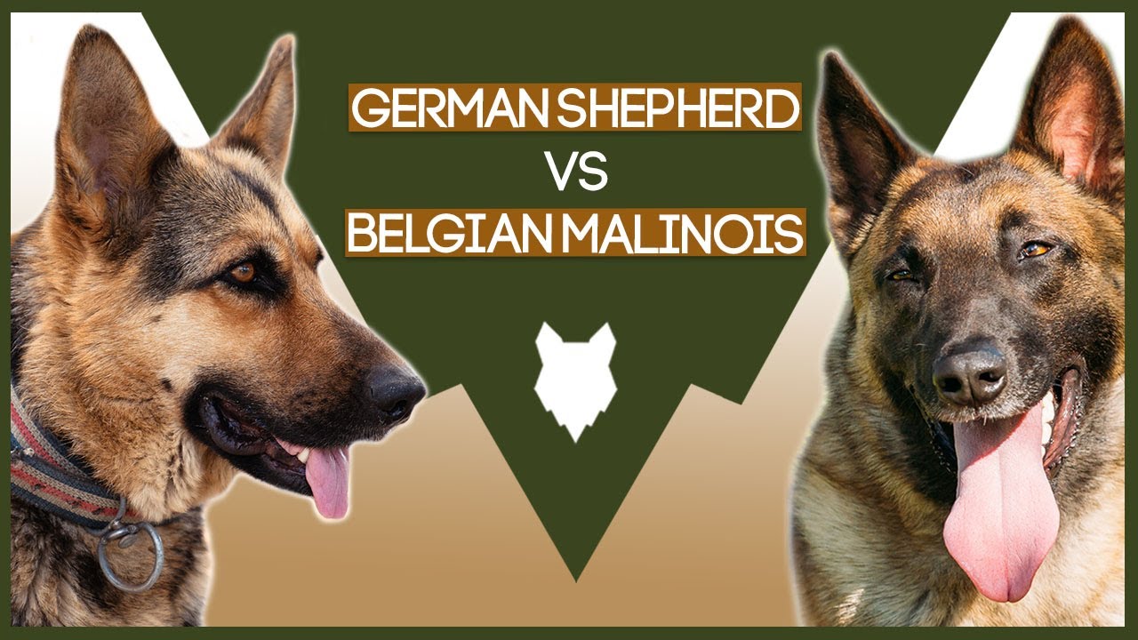 GERMAN SHEPHERD VS BELGIAN MALINOIS