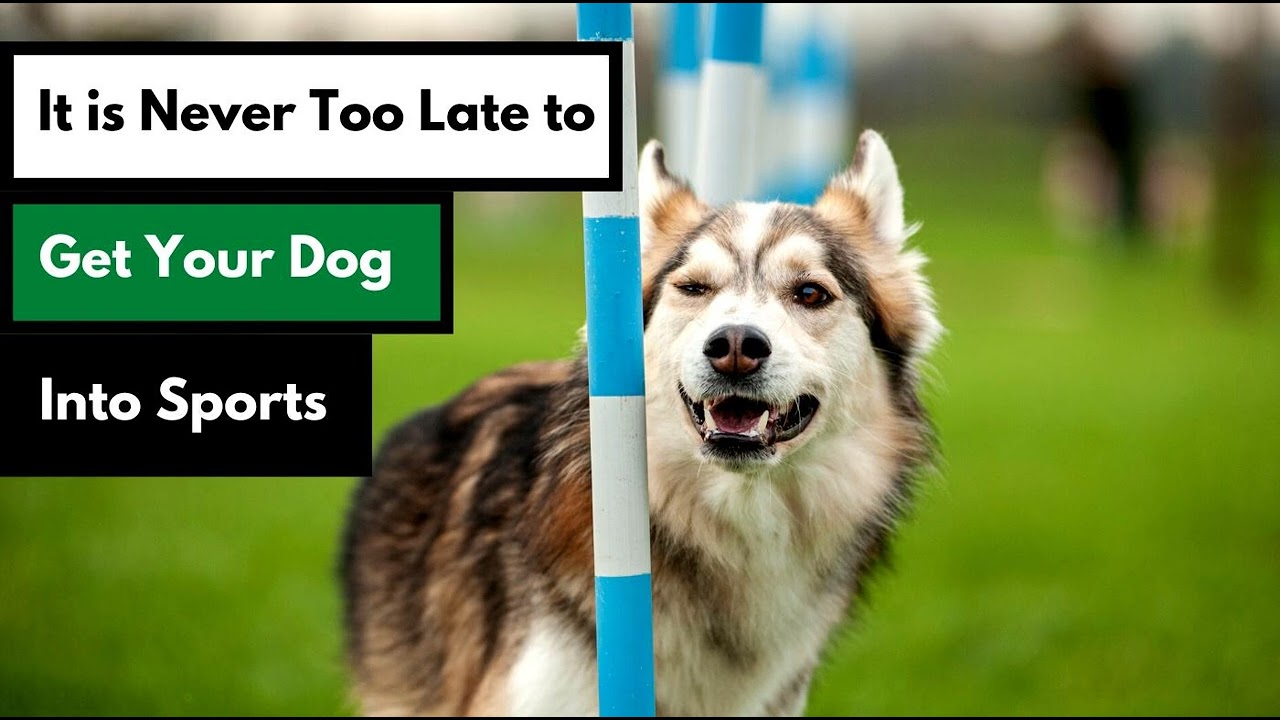 It is Never Too Late to get Your Dog Into Sports