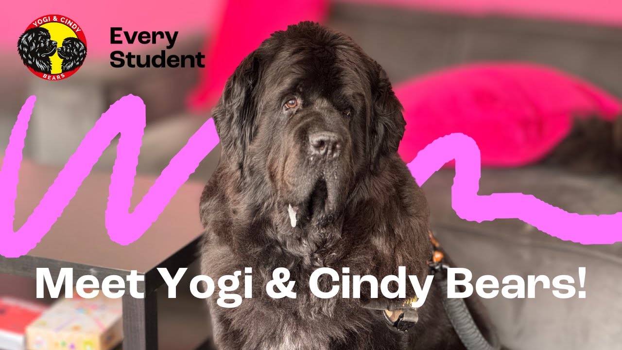 Meet Yogi & Cindy Bears! | Every Student Aberdeen