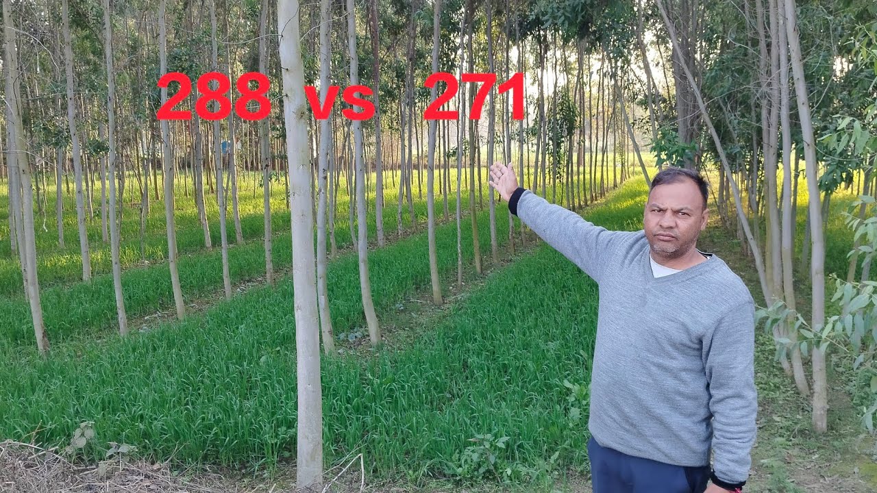 सफेदा की खेती 288 vs 271 खेती किसान # video viral 