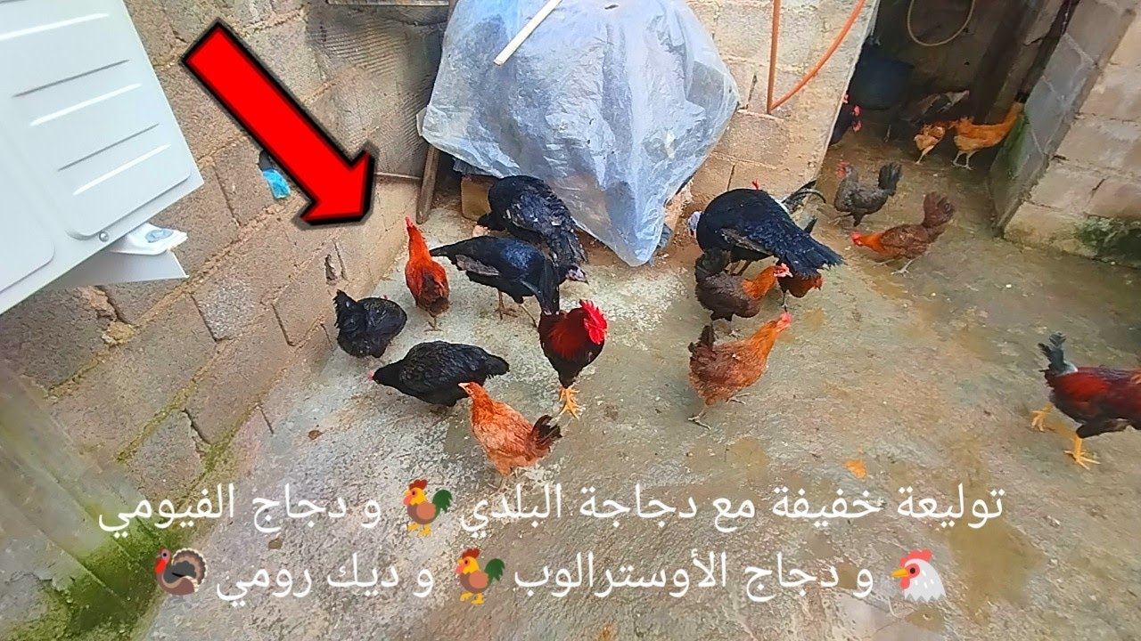 توليعة خفيفة مع دجاجة البلدي🐓 و دجاج الفيومي🐔 و دجاج الأوسترالوب🐓 و ديك رومي🦃