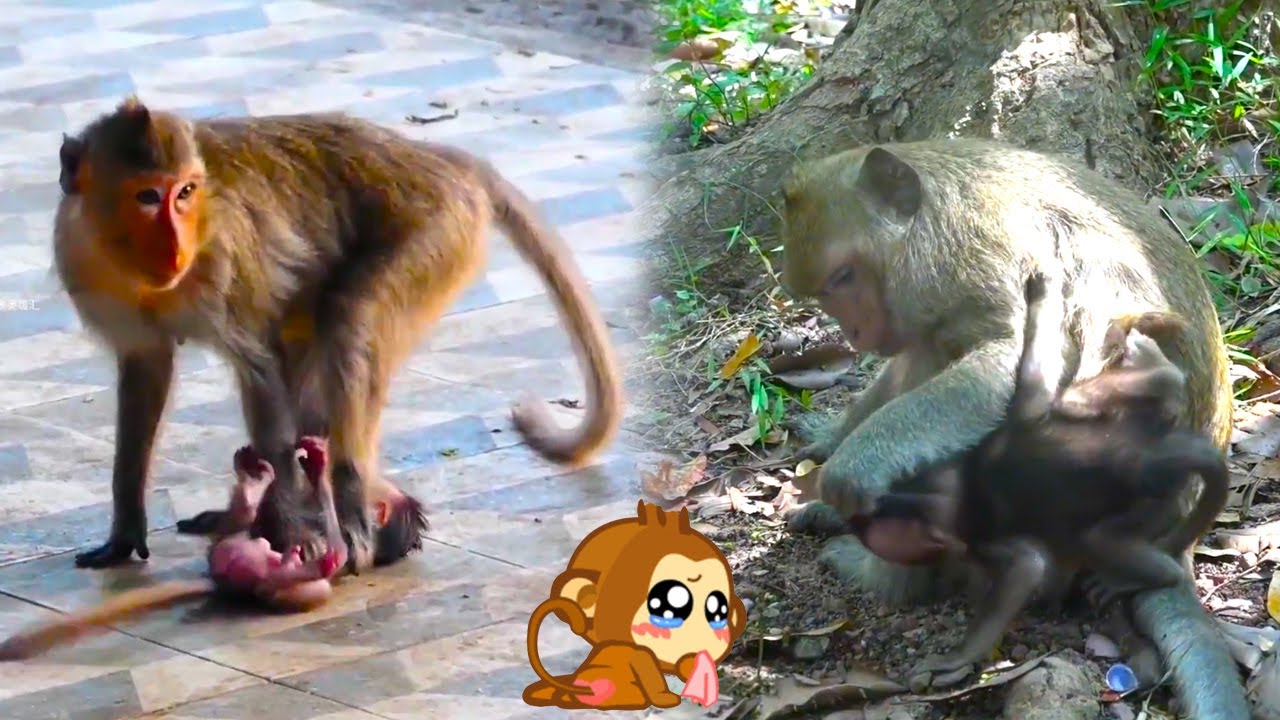 The mother monkey really hates the baby monkey, it tries to get rid of the baby monkey