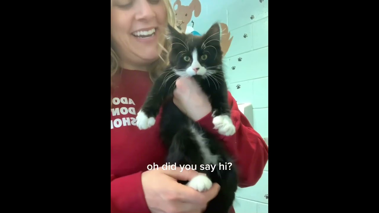 The cute cat’s paws melted my heart #cat #funnycat #cats #funnyvideos #fyp