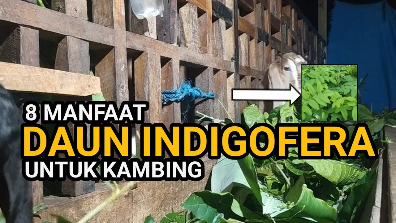 8 Manfaat Daun Indigofera Untuk Kambing