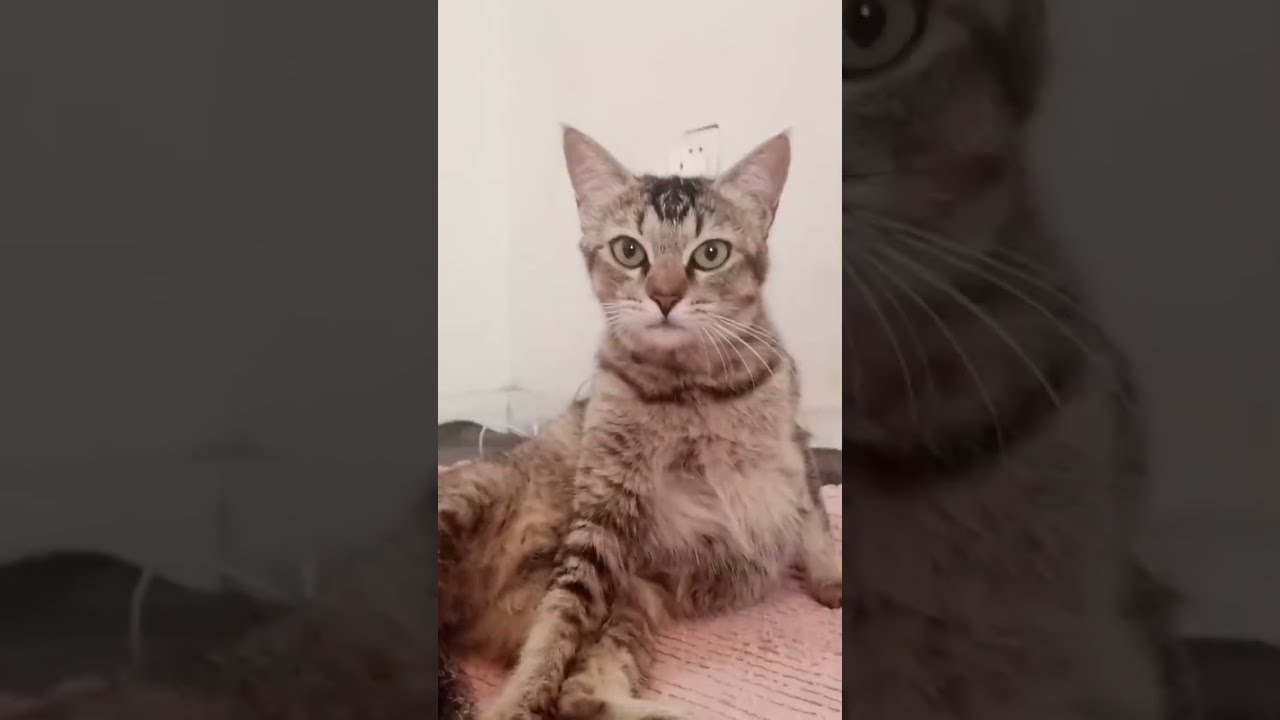 Happy Pet Paradise is live! My so love Grooming 💕😻