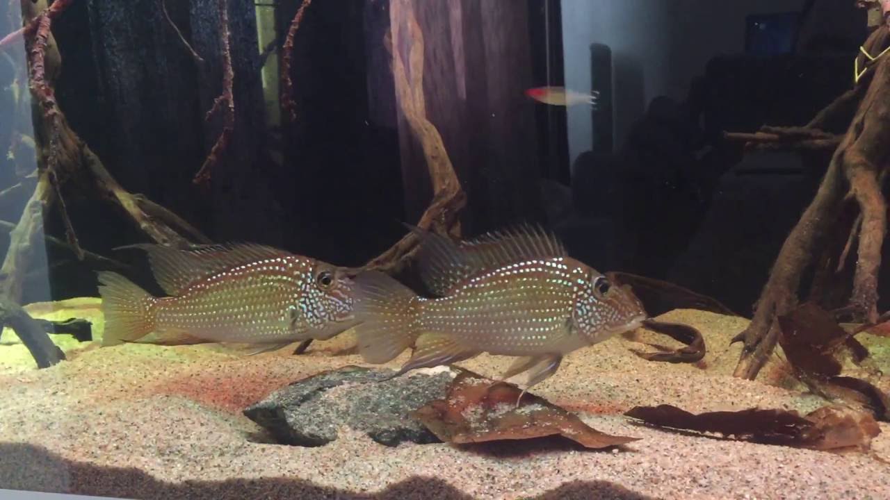 Satanoperca Leucosticta