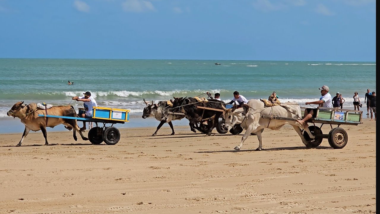 XV CORRIDA DE CARRO DE BOI ICARAÍ DE AMONTADA CEARÁ 