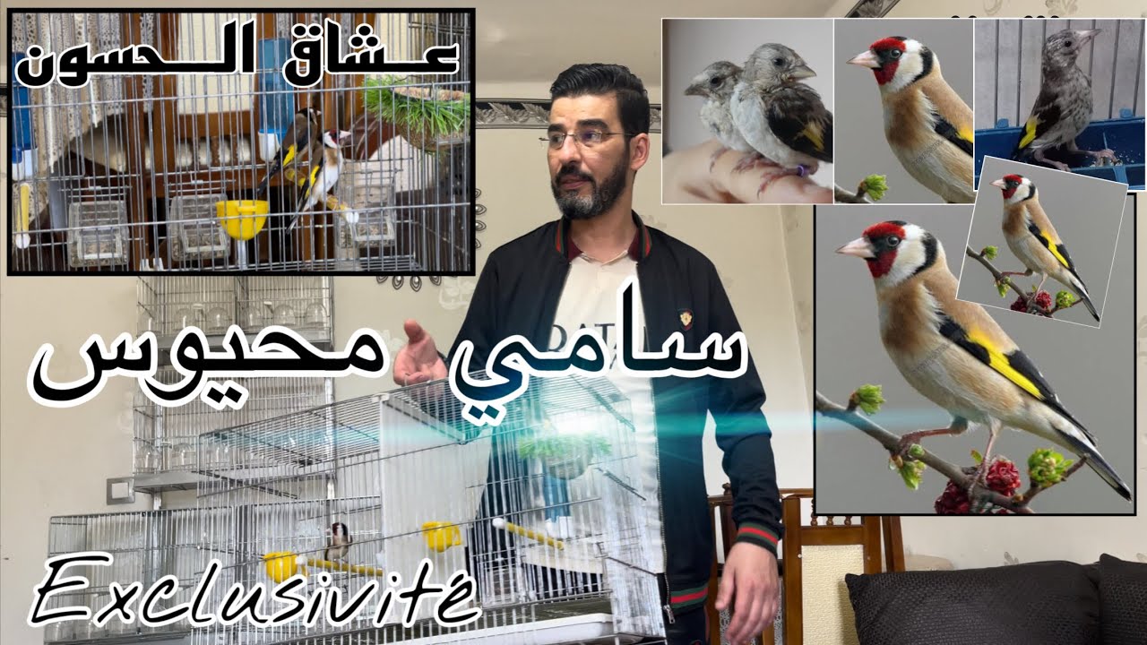 زيارة إلى المربي الجزائري سامي محيوس و عشقه الكبير لهواية تربية الحسون # عن قرب.
