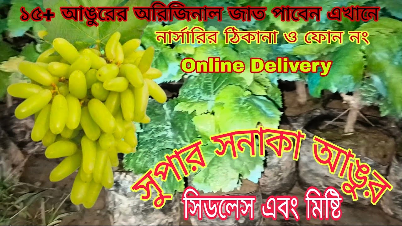 সিডলেস মিষ্টি সুপার সনাকা আঙুর চারা পাবেন এখানে//নার্সারির ঠিকানা সহ দেখুন পুরো ভিডিও Ph-9339721064