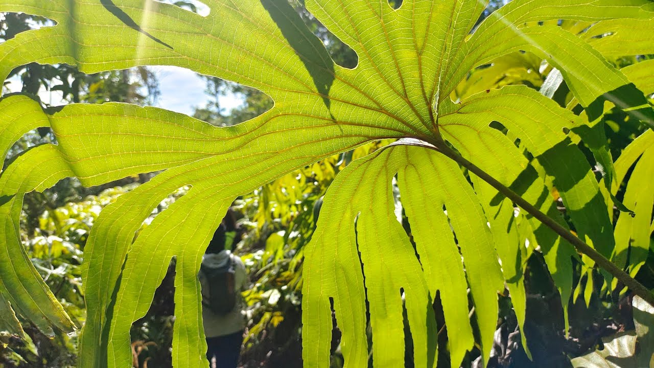 Brunei Hiking Trail: Journey to a lesser known trek.