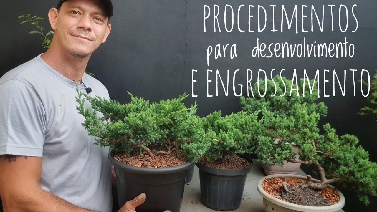 Juniperus horizontalis - dicas e procedimentos