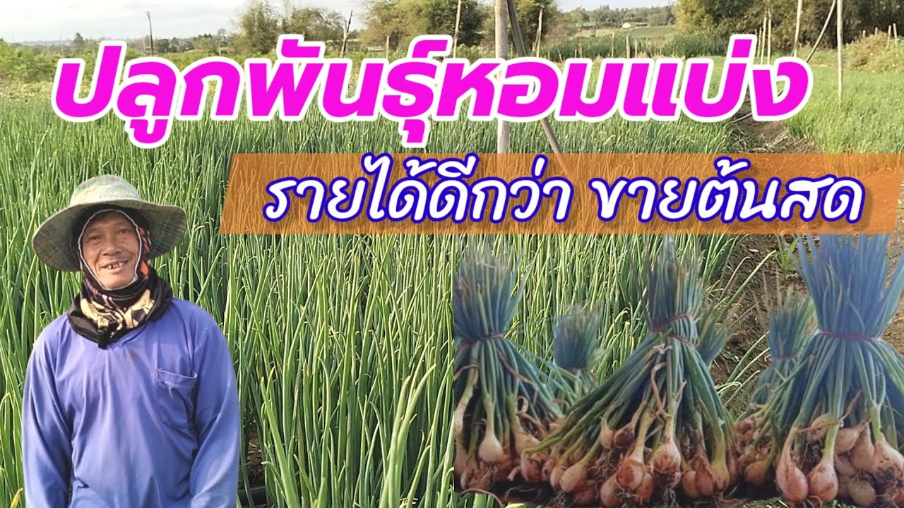 ปลูกพันธ์หอมแบ่ง รายได้ดีกว่า ขายต้นสด