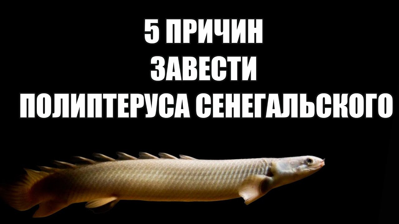 Полиптерус сенегальский: всё, что нужно знать перед покупкой