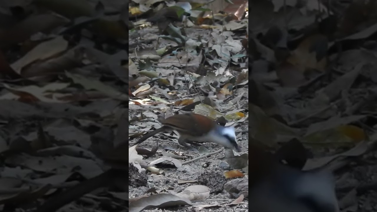 White-crested Laughingthrush | ចកវ៉កកំប៉ោយ ស #shorts #wildlife #bird #cambodia #birdwatching
