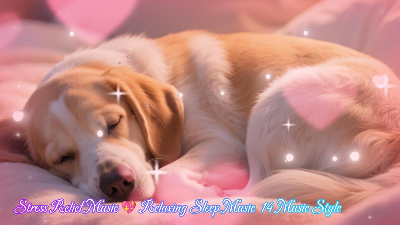 Stress Relief Music 💖 Relaxing Sleep Music Dog 🎹🐶 14 Music Style #music #meditation #relifmusic